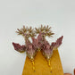 Dragon Earrings