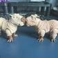 Capybara