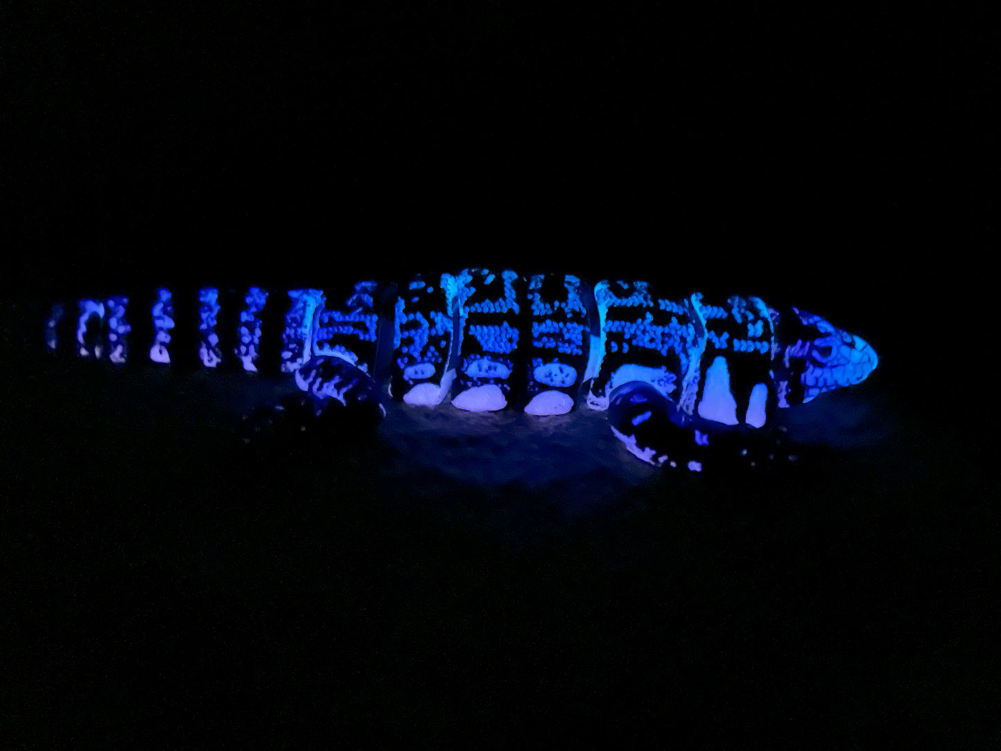 Tegu