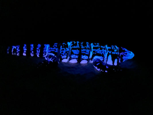 Tegu