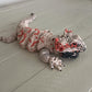 Bearded Dragon